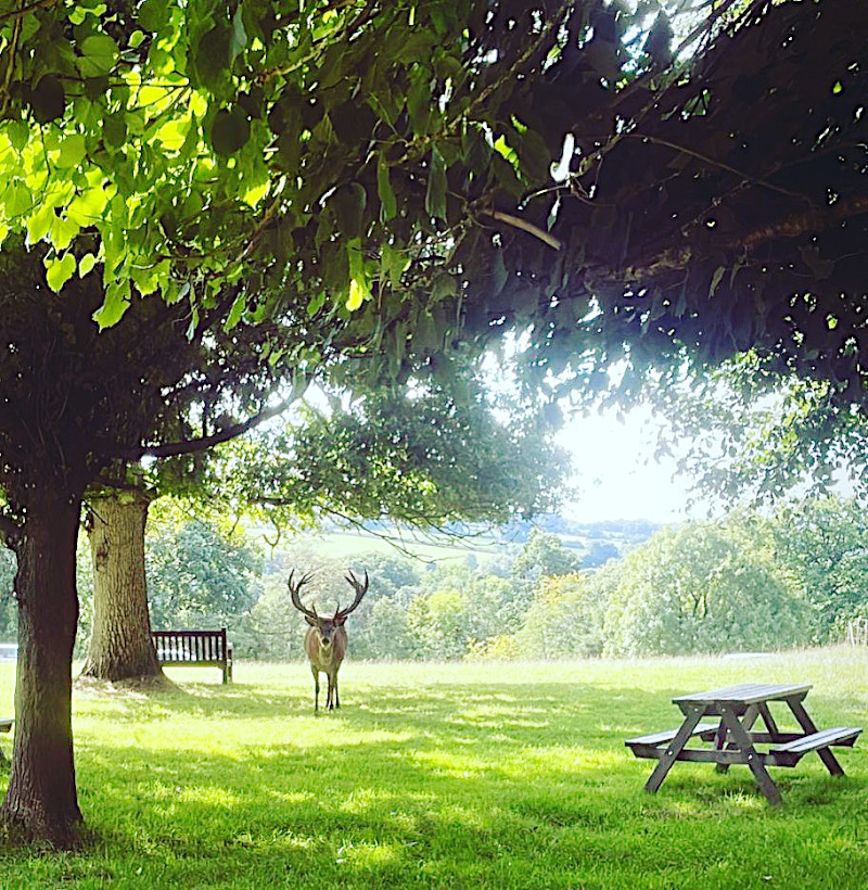 Deer in the park